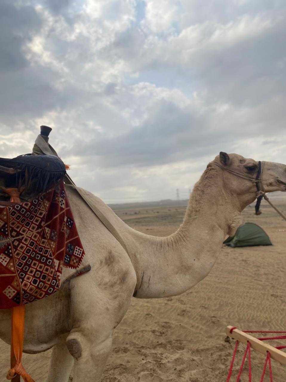 Saudi Safari Camel Riding Jeddah